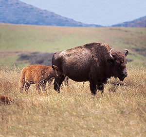Baby Buffalo - photo copyright Catalina Island Chamber of Commerce  